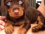 Mavi̇ Gözlü Chocolate And Tan Egzoti̇k Dacshund Aşili