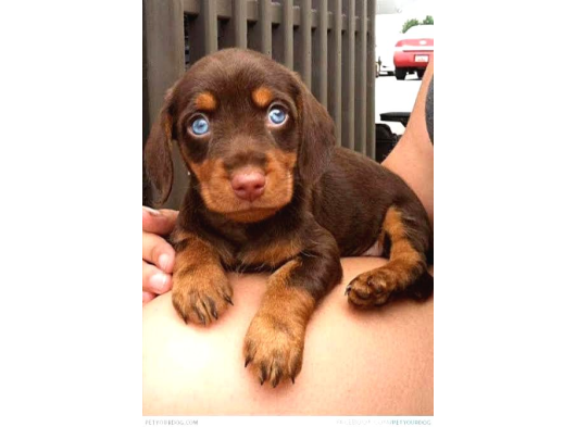 Mavi̇ Gözlü Chocolate And Tan Egzoti̇k Dacshund Aşili görsel