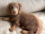 LONG HAİR ISABELLA TAN DACSHUND SOSİS YAVRUMUZ NADİR