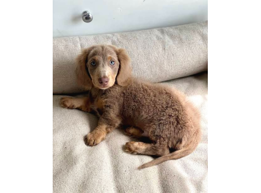 Long Hai̇r Isabella Tan Dacshund Sosi̇s Yavrumuz Nadi̇r