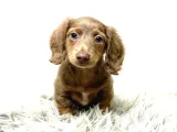 Long Hai̇r Isabella Tan Dacshund Sosi̇s Yavrumuz Nadi̇r