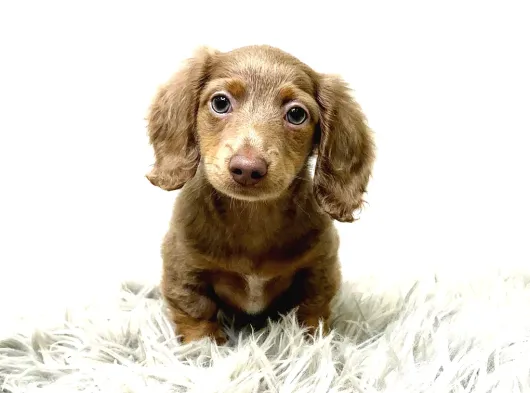 Long Hai̇r Isabella Tan Dacshund Sosi̇s Yavrumuz Nadi̇r görsel