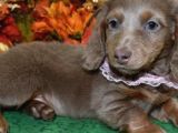 Long Hai̇r Isabella Tan Dacshund Sosi̇s Yavrumuz Nadi̇r