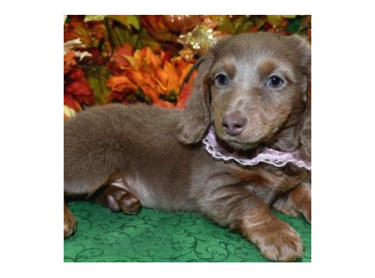 Long Hai̇r Isabella Tan Dacshund Sosi̇s Yavrumuz Nadi̇r görsel