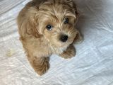 Bebek Surat Maltipoo Yavrular