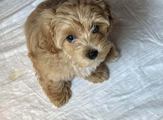 Bebek Surat Maltipoo Yavrular görsel