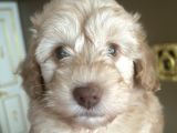 Bebek Surat Maltipoo Yavrular