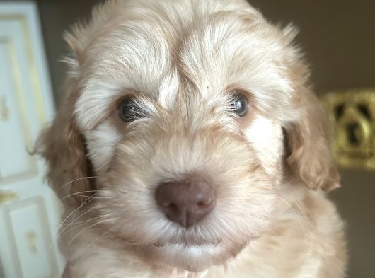 Bebek Surat Maltipoo Yavrular görsel