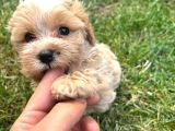 Bebek Surat Maltipoo Yavrular