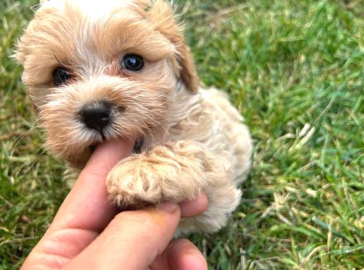 Bebek Surat Maltipoo Yavrular görsel
