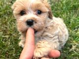 Bebek Surat Maltipoo Yavrular