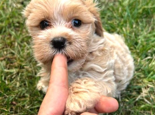 Bebek Surat Maltipoo Yavrular görsel