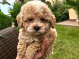 Bebek surat maltipoo yavrular