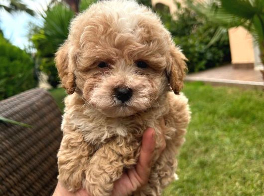 Bebek Surat Maltipoo Yavrular