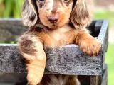 Bu Güzellikler Başka Yerde Yok Longhair Dachund Yavrular