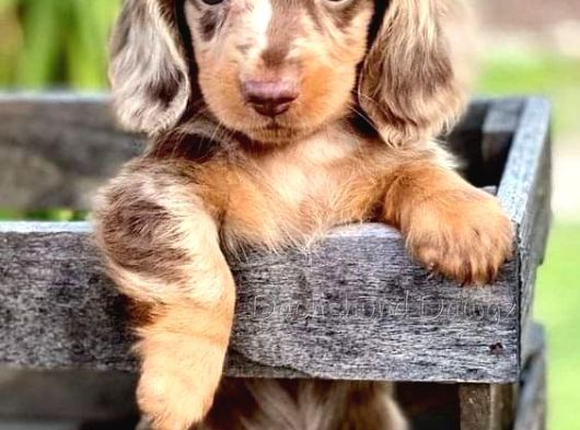 Bu Güzellikler Başka Yerde Yok Longhair Dachund Yavrular görsel