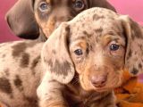 Çikolata ve çikolata merle dachund yavrular