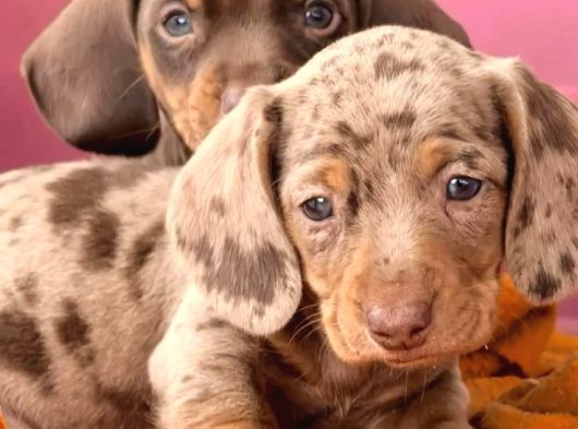 Çikolata ve çikolata merle dachund yavrular