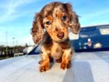 Bu Güzellikler Başka Yerde Yok Longhair Dachund Yavrular