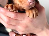 Çikolata Ve Çikolata Merle Dachund Yavrular