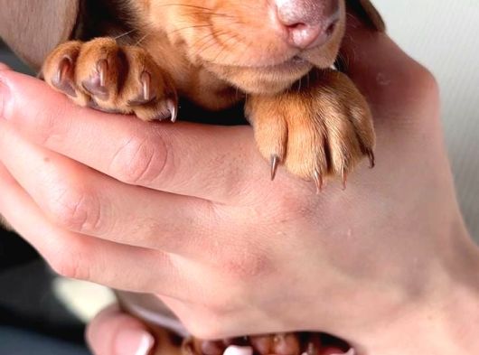Çikolata Ve Çikolata Merle Dachund Yavrular görsel