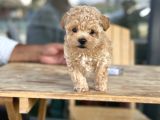 kıvırcık maltıpoo bebekler