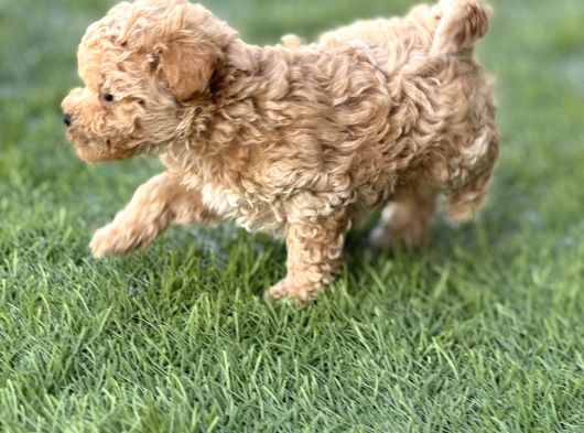 Kıvırcık Maltıpoo Bebekler görsel