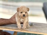 Kıvırcık Maltıpoo Bebekler