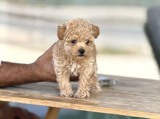 Kıvırcık Maltıpoo Bebekler görsel