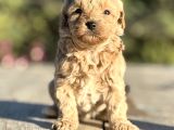 kıvırcık maltıpoo bebekler