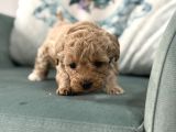 BİBLO OYUNCAK BOY MALTİPOO ÇOCUK