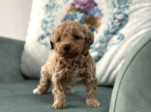 Oyuncu Ve Sosyal Teacup F1 Malti̇poo Bebekler görsel