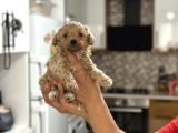 Mi̇ni̇ Show Kali̇te Malti̇poo -Kg Garantili