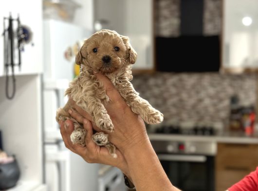 Mi̇ni̇ Show Kali̇te Malti̇poo -Kg Garantili görsel
