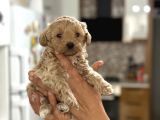 Mi̇ni̇ Show Kali̇te Malti̇poo -Kg Garantili