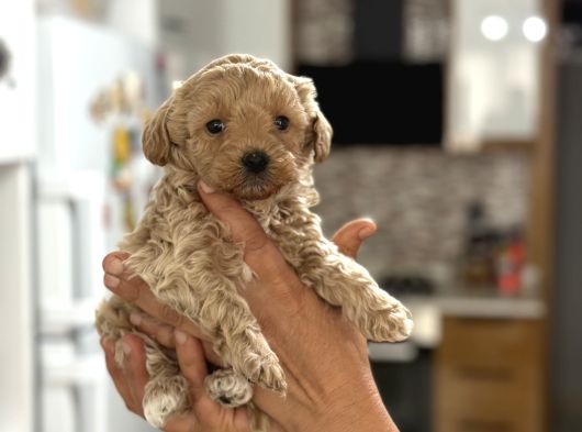 Mi̇ni̇ Show Kali̇te Malti̇poo -Kg Garantili görsel