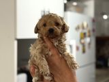 Mi̇ni̇ Show Kali̇te Malti̇poo -Kg Garantili