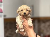 MİNİ SHOW KALİTE MALTİPOO -kg Garantili