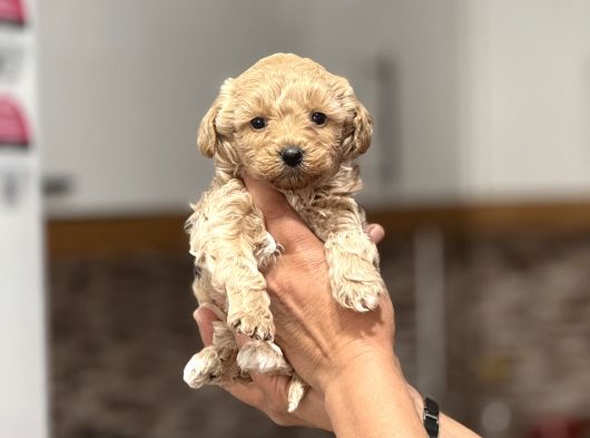 MİNİ SHOW KALİTE MALTİPOO -kg Garantili