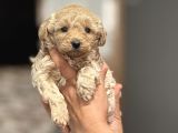 OYUNCU VE SOSYAL TEACUP F1 MALTİPOO BEBEKLER