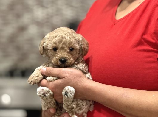 OYUNCU VE SOSYAL TEACUP F1 MALTİPOO BEBEKLER