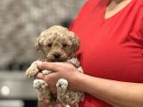 Mini Maltipoo  Apartman Yaşamına Uygun yavrular