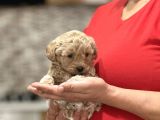 GOLD LİNE MALTİPOO BEBEK