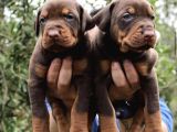 KİNG KIZIL DOBERMAN BEBEKLER