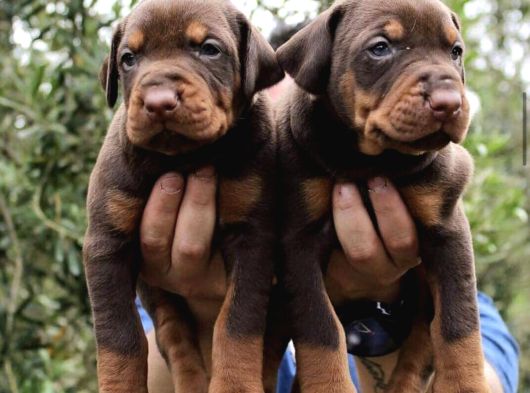 Ki̇ng Kizil Doberman Bebekler