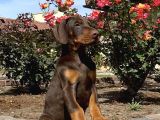 KIZIL ÜST KALİTE DOBERMAN YAVRULAR
