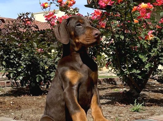 Kizil Üst Kali̇te Doberman Yavrular