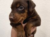 Ki̇ng Kizil Doberman Bebekler