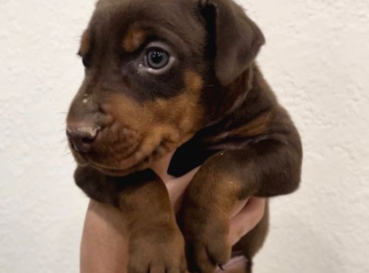 Ki̇ng Kizil Doberman Bebekler görsel