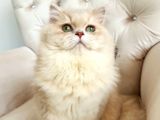 Safkan British Longhair - Aşilari Yapilmiş - Aşiri Sosyaller
